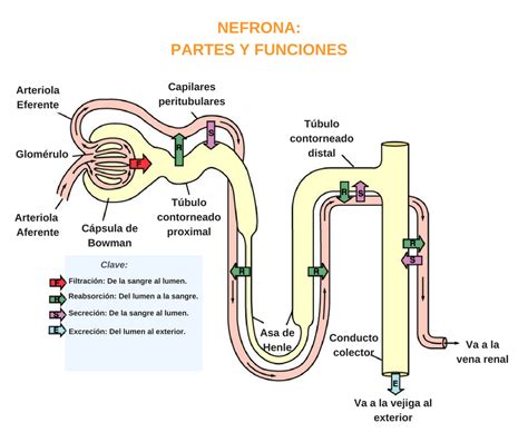 Partes Y Funciones De La Nefrona