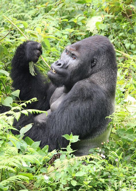 Silverback Lowland Gorilla Eats Shoots And Leaves Photograph By Bob