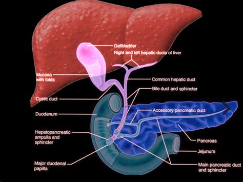 Hepatopancreatic Ampulla