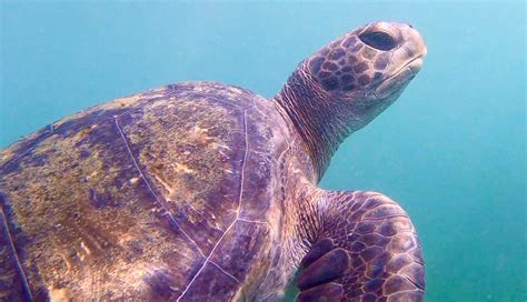 Handsome Green Sea Turtle Of La Jolla San Diego R Ocean