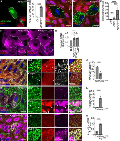 Pink Keap And Rtnl Regulate Selective Clearance Of Endoplasmic