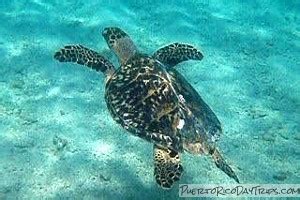 Puerto Rican Wildlife - Parrots, Snakes, Reptile, Turtles | PRDayTrips