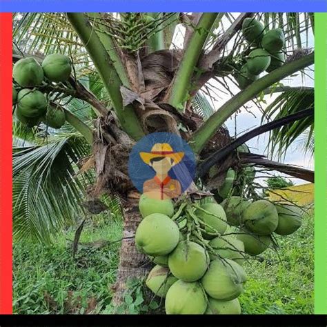 Jual Bibit Tanaman Kelapa Genjah Entok Shopee Indonesia