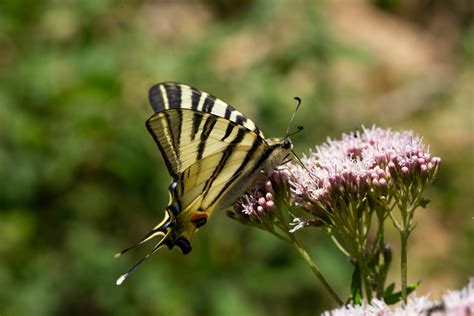 Iphiclides Podalirius Le Flamb L L Gance Bernard Vassel Flickr