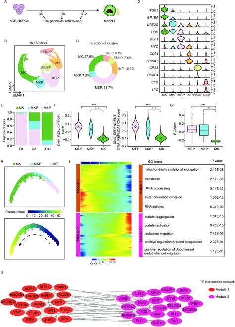 Single Cell Transcriptomic Profiling Of Human Megakaryopoiesis From