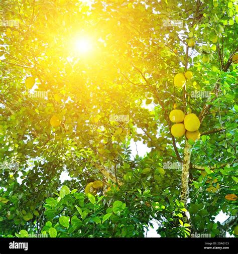 Jackfruit tree leaves hi-res stock photography and images - Alamy