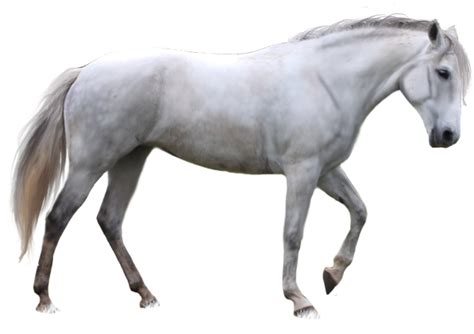 Arabian White Horse Png Image Background