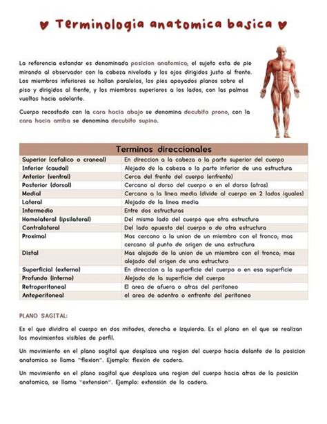 Terminolog A Anat Mica B Sica Camila Cabrera Udocz