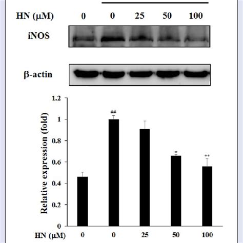 Inhibitory Effect Of Hn On Inos Protein Expression In Lpsinduced