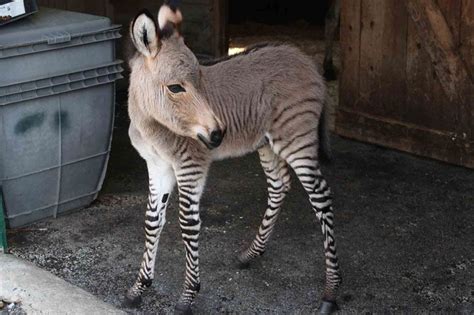 Meet Ippo The Adorable Zonkey Who Is Half Zebra Half Donkey Zonkey