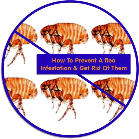 How To Prevent A Flea Infestation And Then Get Rid Of Them