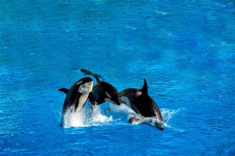 Premium Photo | Orca killer whale while jumping