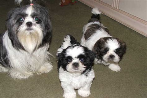 Are Shih Tzu Near Full Grown At 6 Months? - shihtzuadvice.com