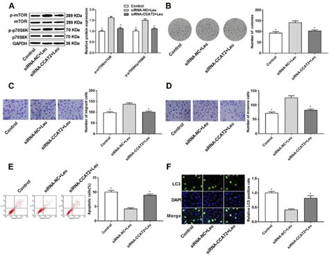 The Effect Of Sirna Colon Cancer Associated Transcript Sirna Ccat