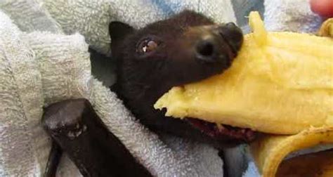 Banana-Loving Bat Enjoys Soft Fruit After Ordeal