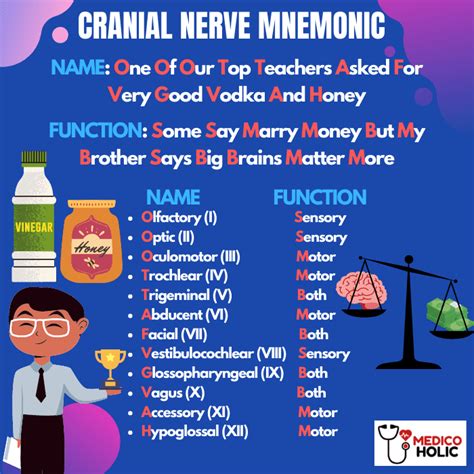 Best Mnemonic To Remember Cranial Nerves Medicoholic