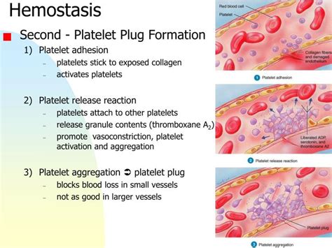 Ppt Chapter 19 Blood Powerpoint Presentation Id6349501