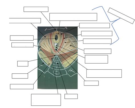 Petit Bassin Muscles Du Diaphragme Pelvien Diagram Quizlet