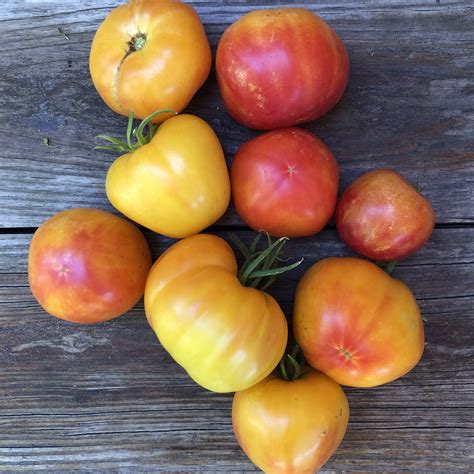 Tomato Oaxacan Jewel Common Sense Seeds