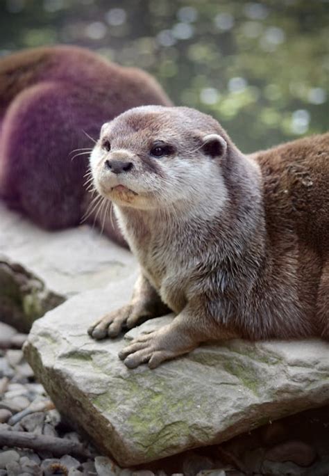 Otter on the Rock · Free Stock Photo