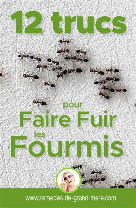 Faire Fuir Les Fourmis ou les Éliminer Solutions Naturelles Maison