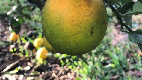 Citrus Greening Showing Up In North Florida