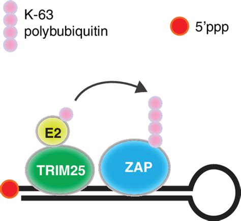 Trim25 And Its Emerging Rna‐binding Roles In Antiviral Defense