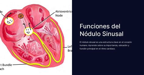 Funciones Del N Dulo Sinusal