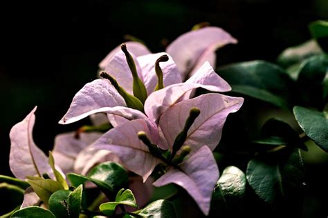 Bougainvillea Flori Roz Fotografie gratuită pe Pixabay Pixabay