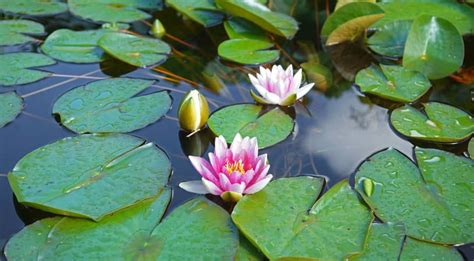 Nommez Les Plantes Qui Poussent Dans L Eau Le Comptoir Web