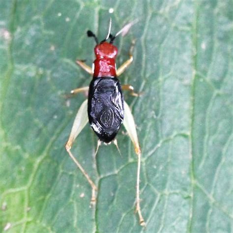 Red Headed Bush Cricket Dorsal Phyllopalpus Pulchellus Bugguidenet