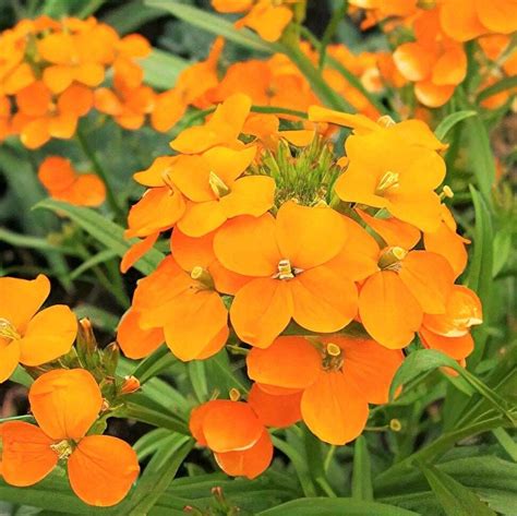 Siberian Wallflower Bursts Vibrant Orange Flower Clusters In The Spring