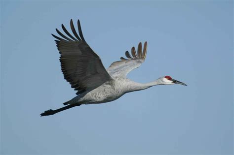 Free photograph; sandhill, crane, bird, flying