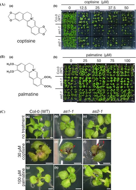 Phenotypes Of Col 0 Wt As1 1 And As2 1 Mutants Of A Thaliana In