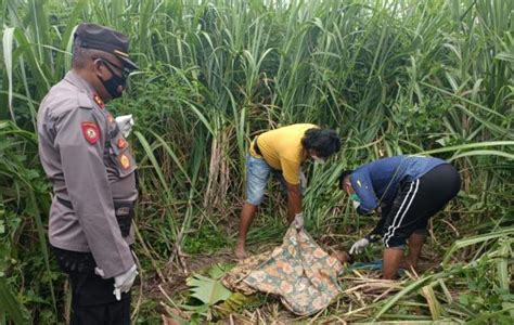 Petani Di Brebes Ditemukan Tewas Penuh Luka Di Kebun Tebu Perhiasan Raib