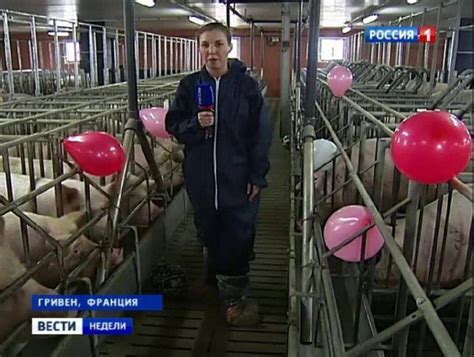 свинарка на свиноферме... — Обсуждай