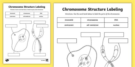 Chromosome Structure Labeling Activity - Twinkl USA - Twinkl