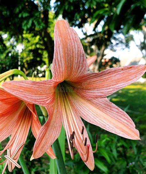 Orange Amaryllis Flower Genus Of Plants Stock Image Image Of Closeup