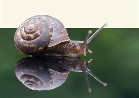 Slakken Eten En Weten Wat Je Eet Ren Van Maarsseveen