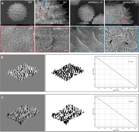 Observation And Analysis Of Ultrastructure Of Mature Pollen A The