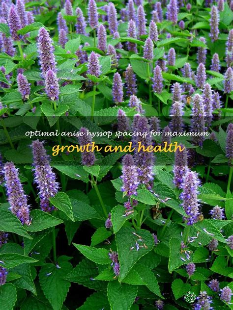 Optimal Anise Hyssop Spacing For Maximum Growth And Health Shuncy