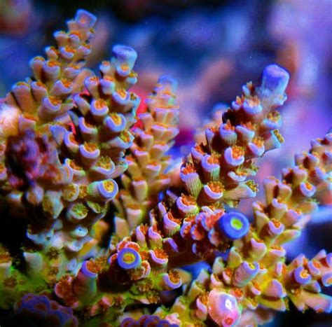 images  sps coral  pinterest
