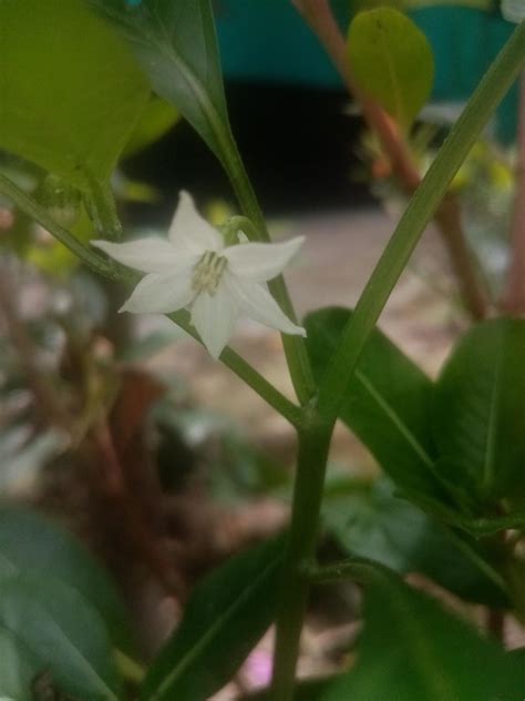 Capsicum flower, wallpaper, beautiful flower, beauty natural 10335153 ...