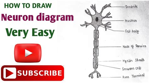 How To Draw Neuron Cell Easydraw Nervous System Easy Neuron Diagram