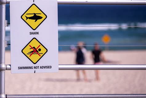 Pieces Of Wetsuit Surfboard Found After Shark Attack In South Australia Fox News