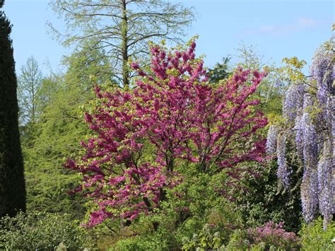 Chinesischer Judasbaum Avondale Cercis Chinensis Avondale