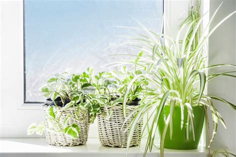 10 Best Indoor Plants For Oxygen