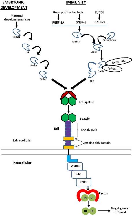 The Figure Shows The Activation Of Toll Pathway In Embryonic Download Scientific Diagram