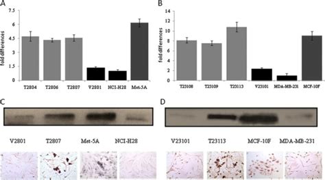 Expression Of TGFBI MRNA And Protein In TGFBI Transfected Empty Vector