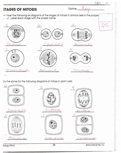 Investigation Mitosis And Cancer Answer Key Mitosis And Meio